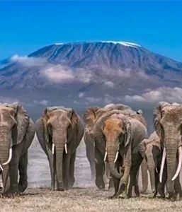 Kenya Tanzania
